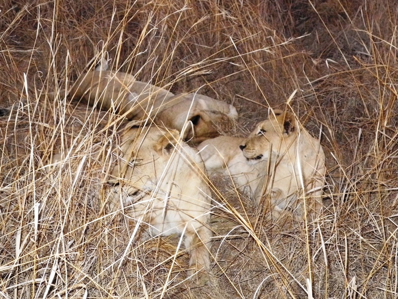 c-sud-africa (10)