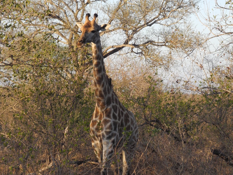 c-sud-africa (12)