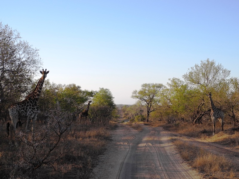 c-sud-africa (13)