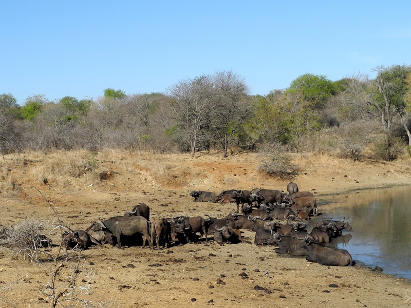 c-sud-africa (3)