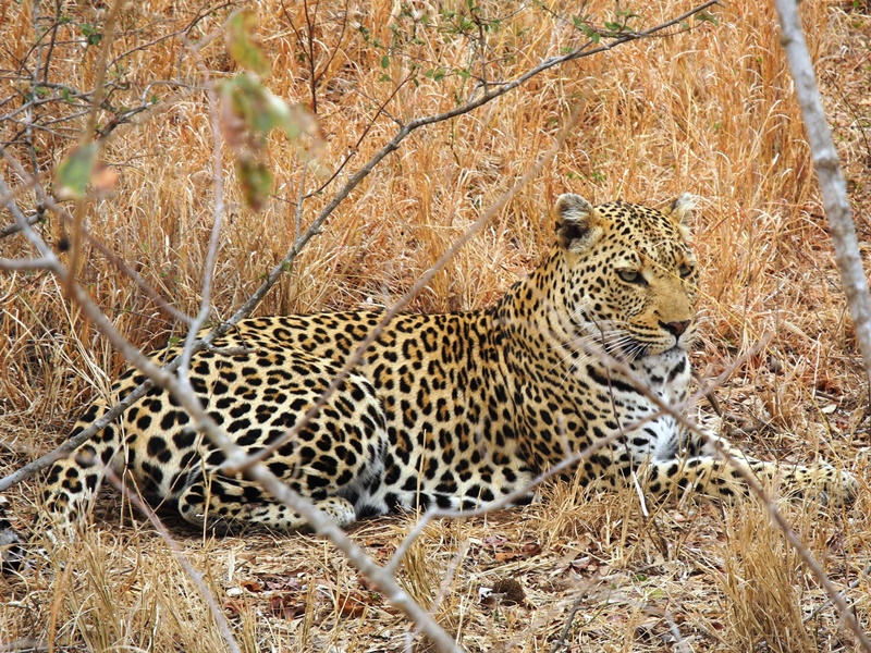 c-sud-africa (38)