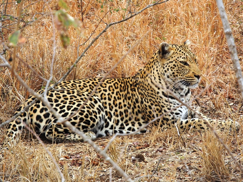 c-sud-africa (39)