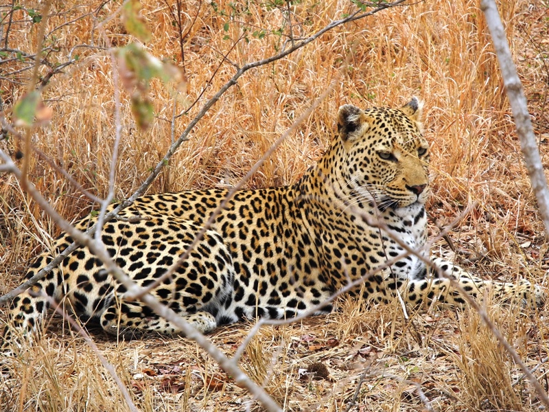 c-sud-africa (40)