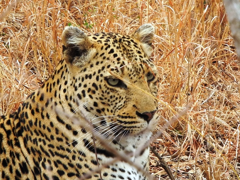 c-sud-africa (41)
