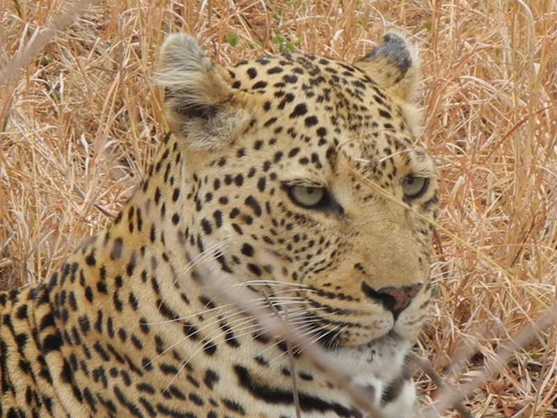 c-sud-africa (43)