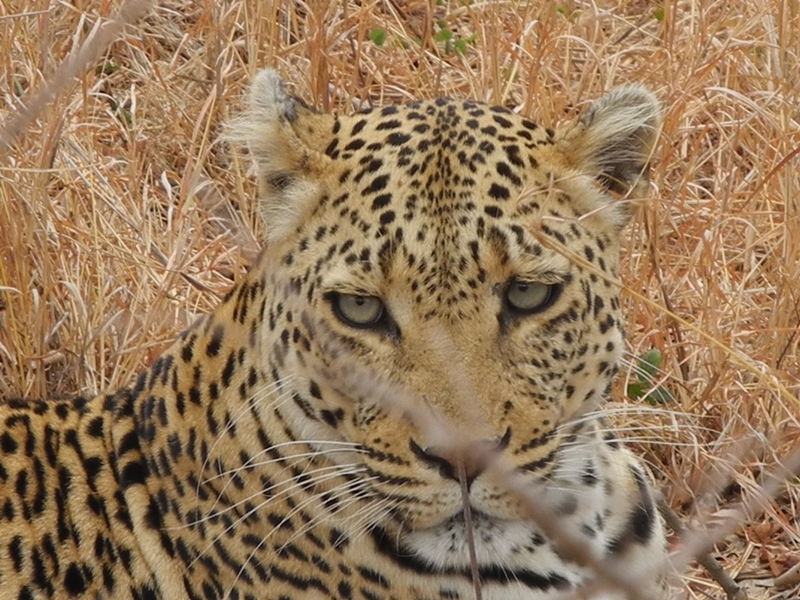 c-sud-africa (44)