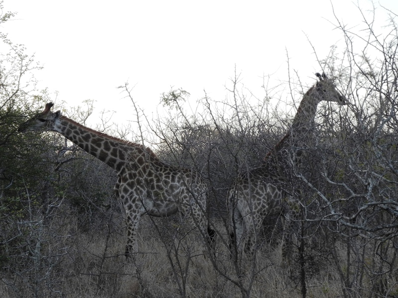 c-sud-africa (9)