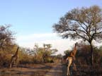 c-sud-africa (11)