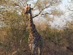 c-sud-africa (12)
