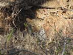c-sud-africa (15)