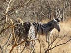 c-sud-africa (17)