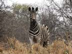 c-sud-africa (37)