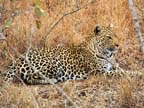 c-sud-africa (39)