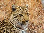 c-sud-africa (41)