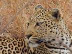 c-sud-africa (42)