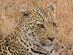 c-sud-africa (43)