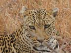 c-sud-africa (44)