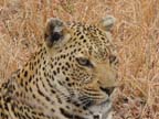 c-sud-africa (45)