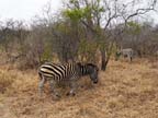 c-sud-africa (47)