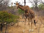 c-sud-africa (48)