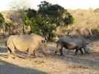 c-sud-africa (8)