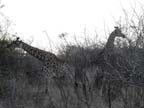 c-sud-africa (9)