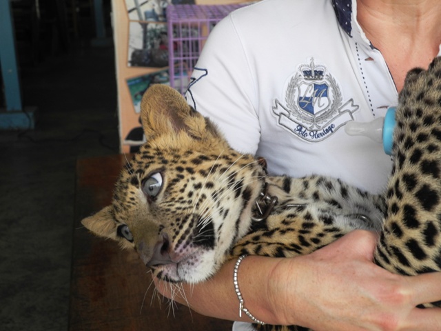 b-kwai-leopardo (23)