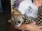 b-kwai-leopardo (23)