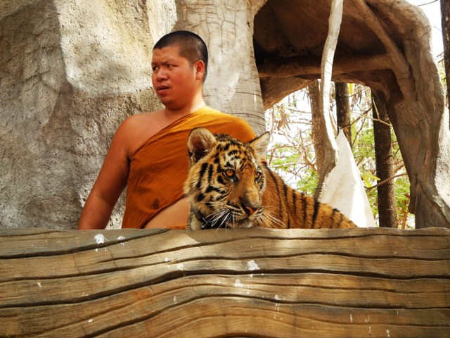 c-theravada-tigri (55)