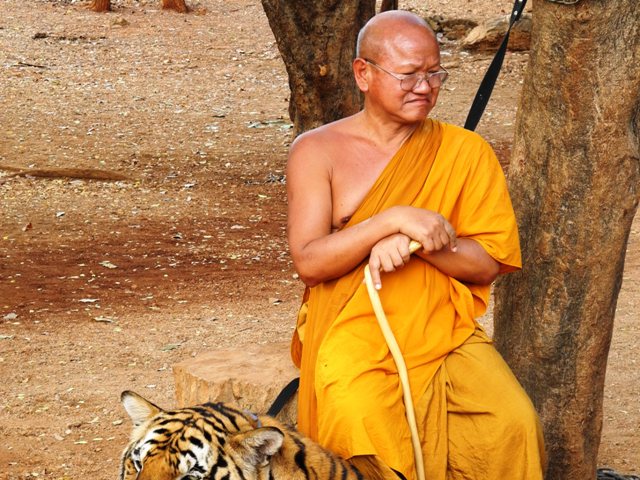 c-theravada-tigri (86)