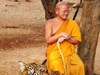 c-theravada-tigri (86)