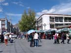 lhasa (12)