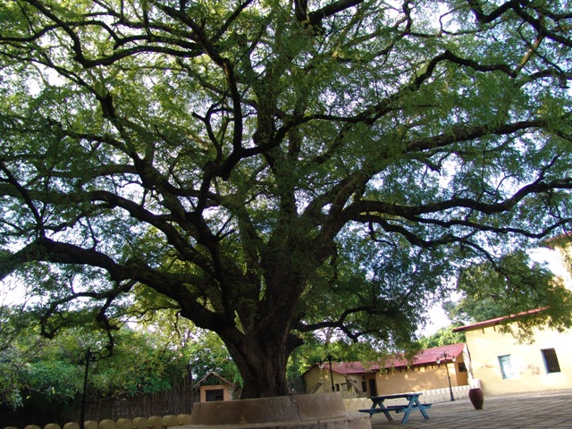 zanzibar (42)