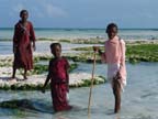 zanzibar (53)